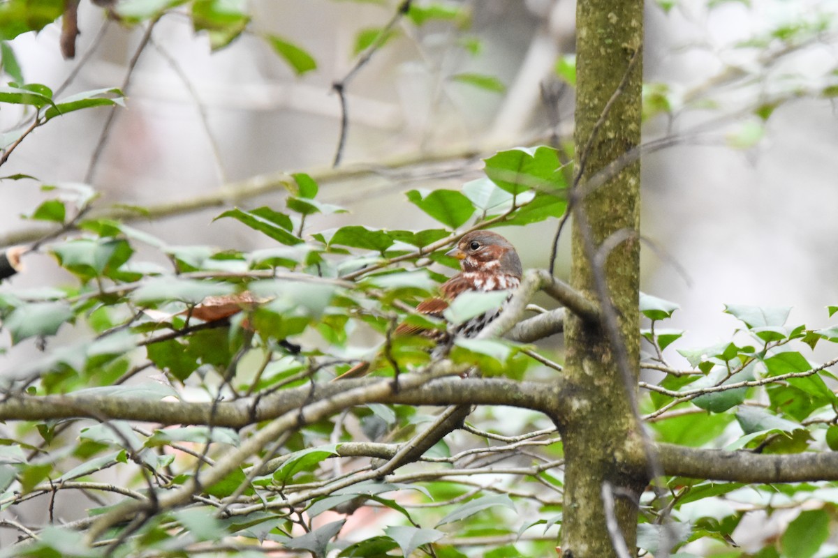 Fox Sparrow - ML645898354