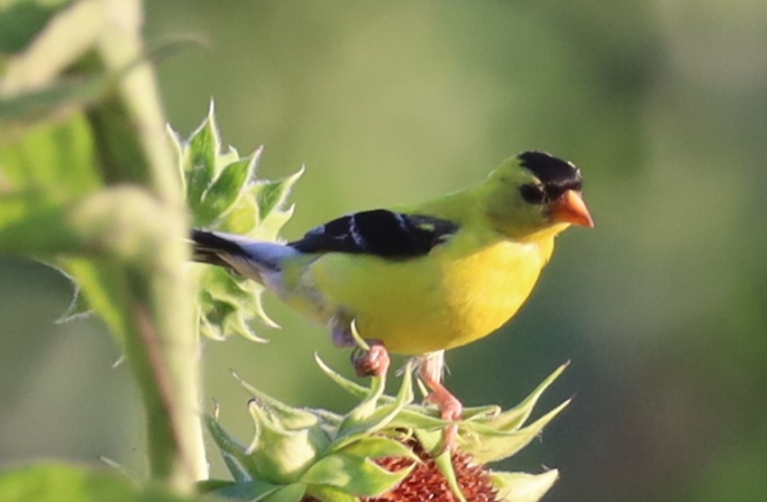 American Goldfinch - ML645898363