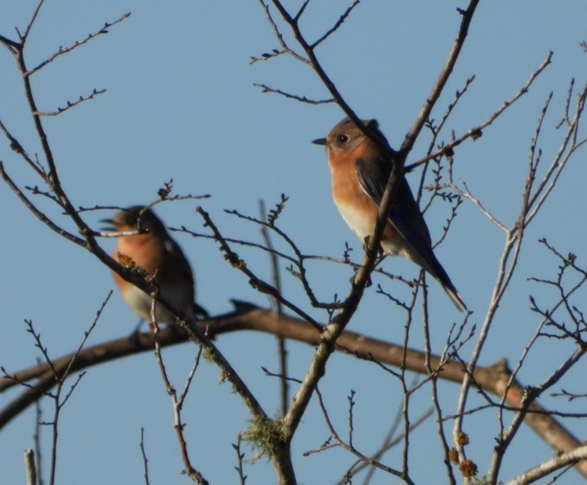 Eastern Bluebird - ML645898366