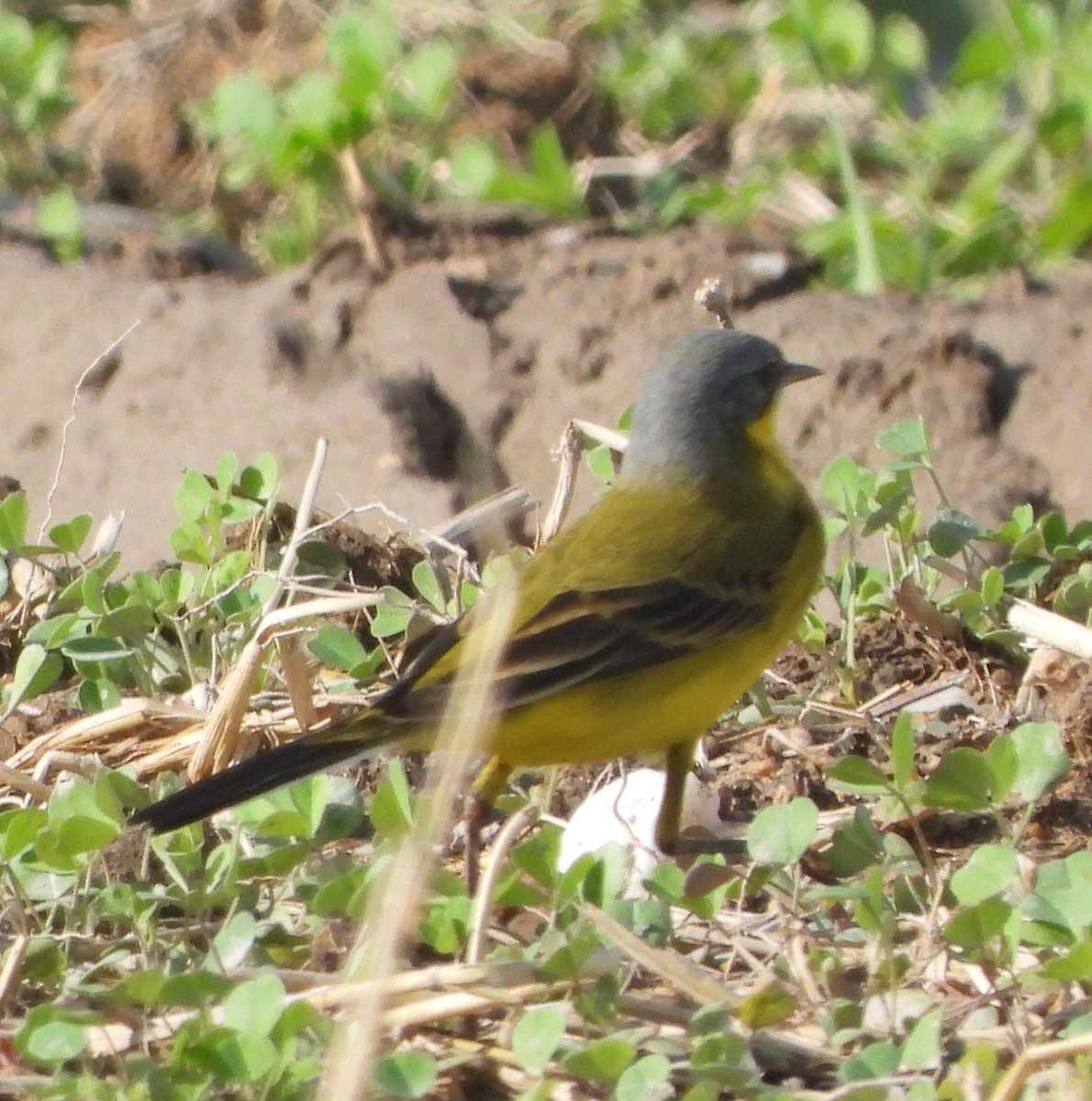 Western Yellow Wagtail (thunbergi) - ML645898368