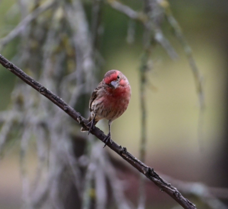 House Finch - ML645898381