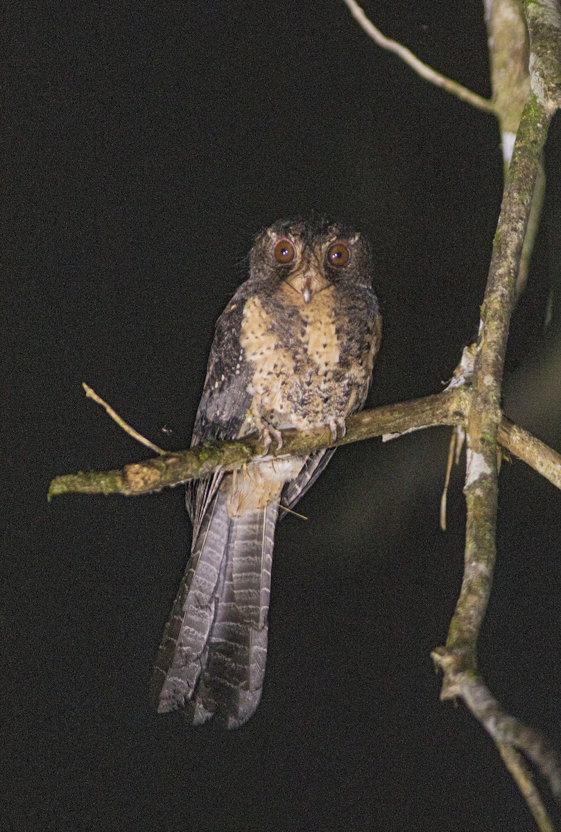 Moluccan Owlet-nightjar - ML645898390