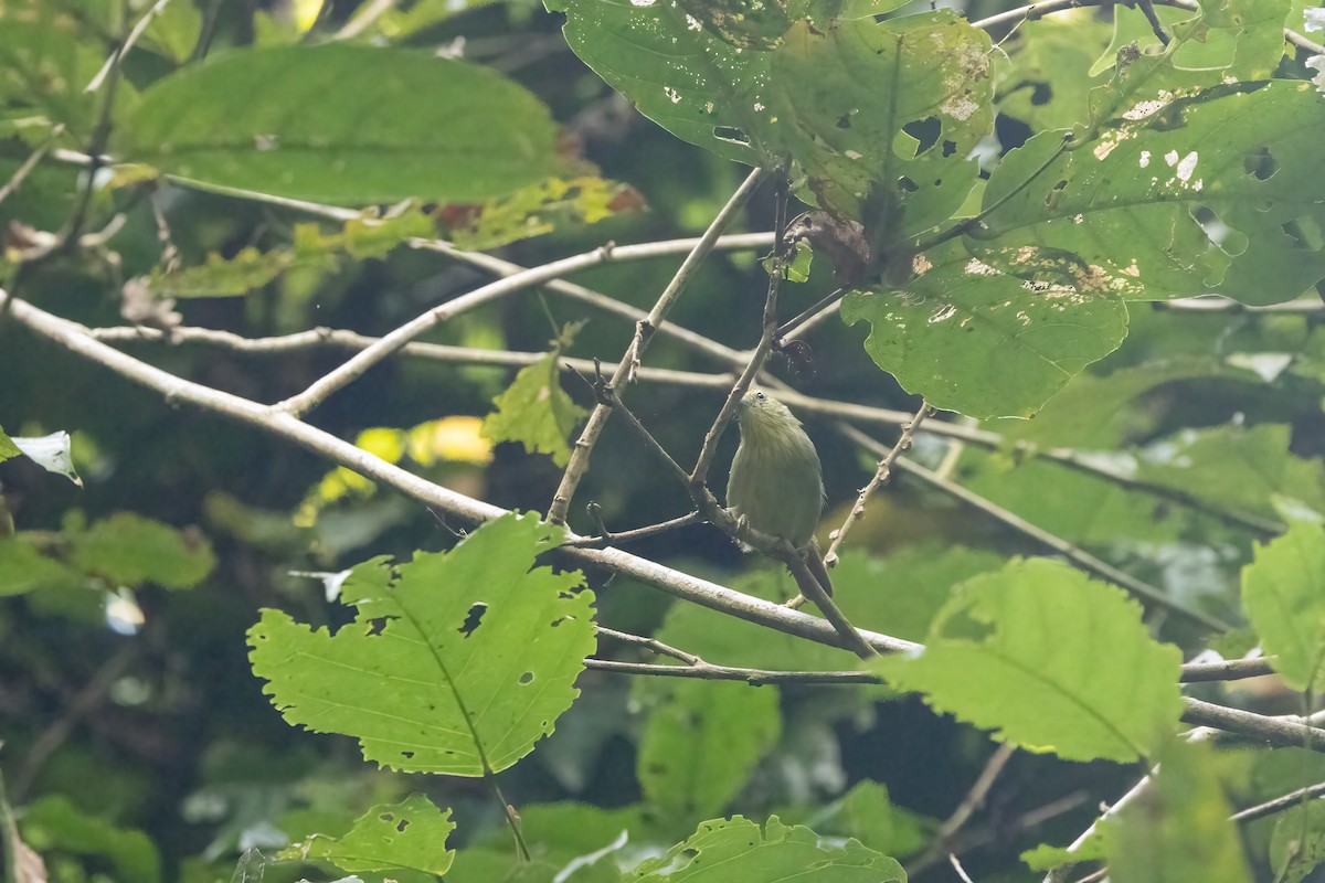 Pin-striped Tit-Babbler - ML645898392