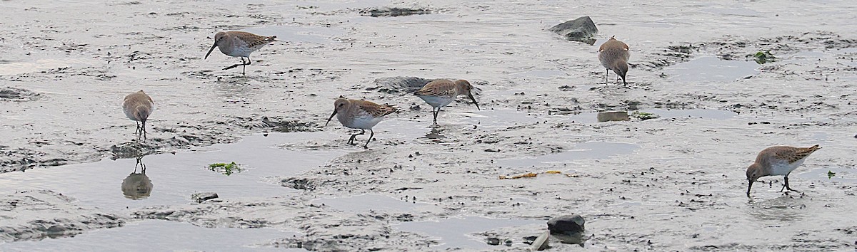 Dunlin - ML645898396