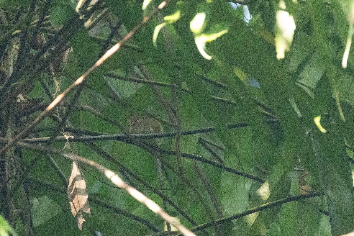 Pin-striped Tit-Babbler - ML645898401