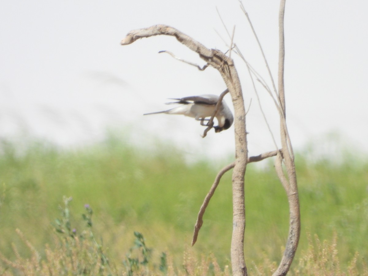 Schwarzstirnwürger - ML645898408