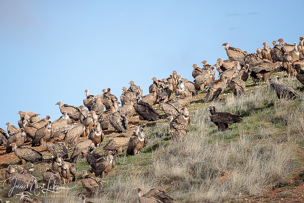 sup hnědý - ML645898409