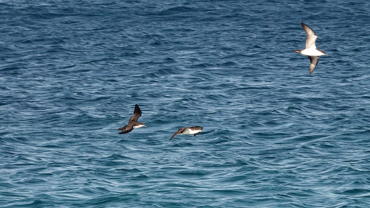 Puffin des Galapagos - ML645898414