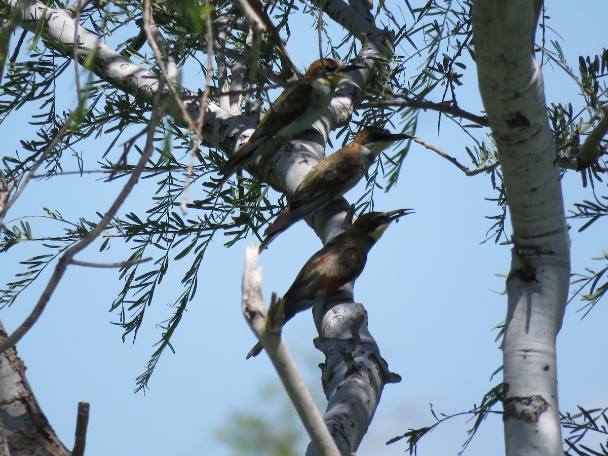 Arıkuşu - ML645898424