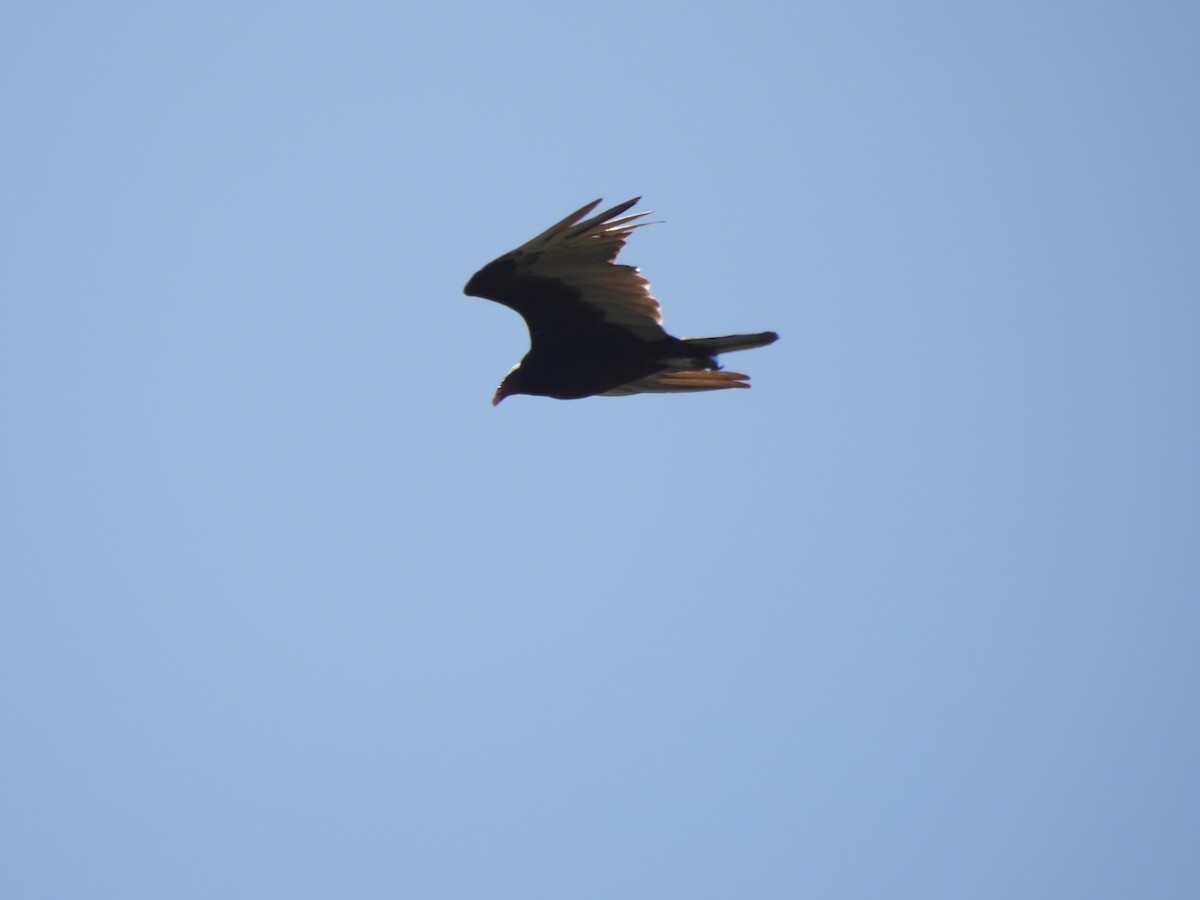 Turkey Vulture - ML645898425