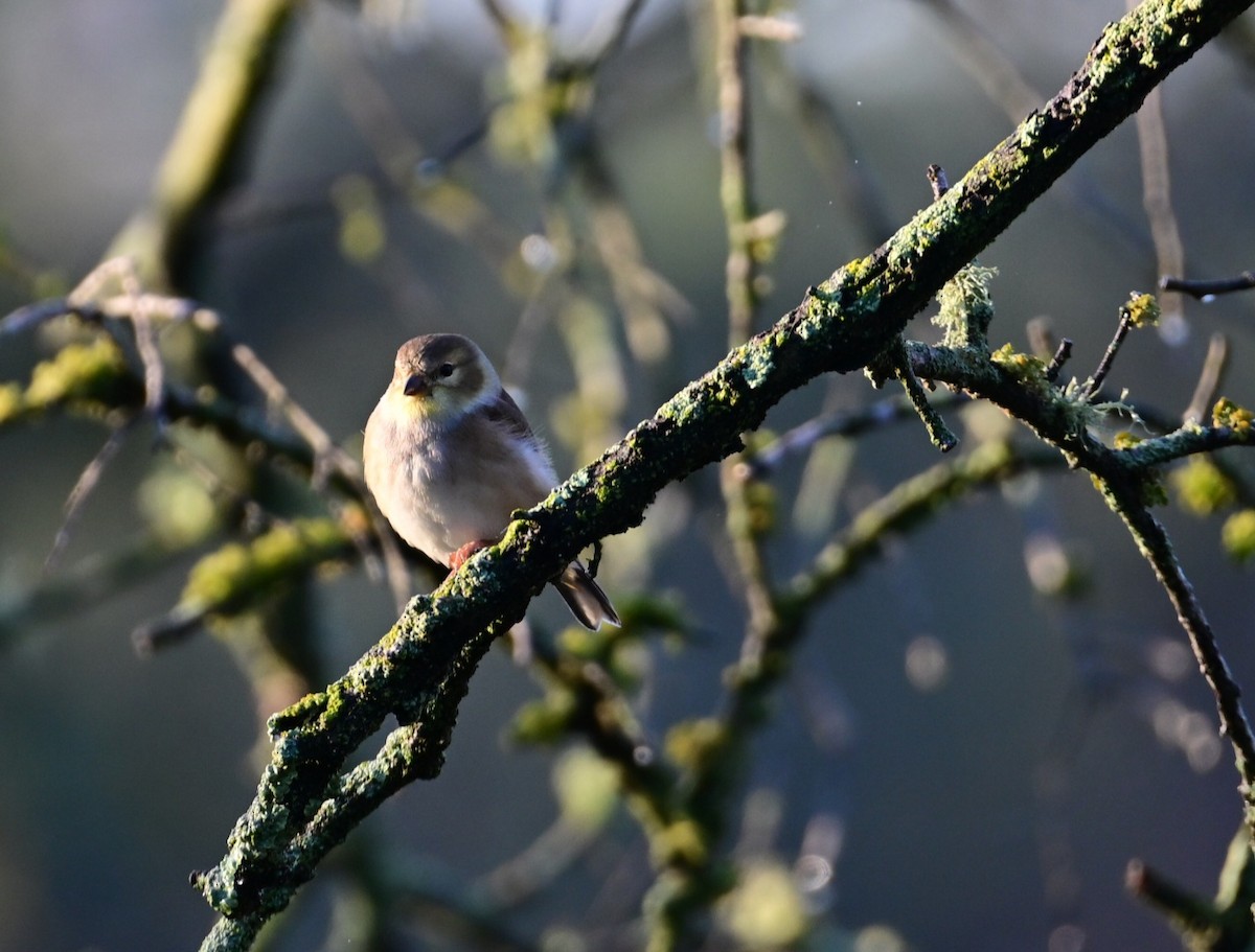 American Goldfinch - ML645898427