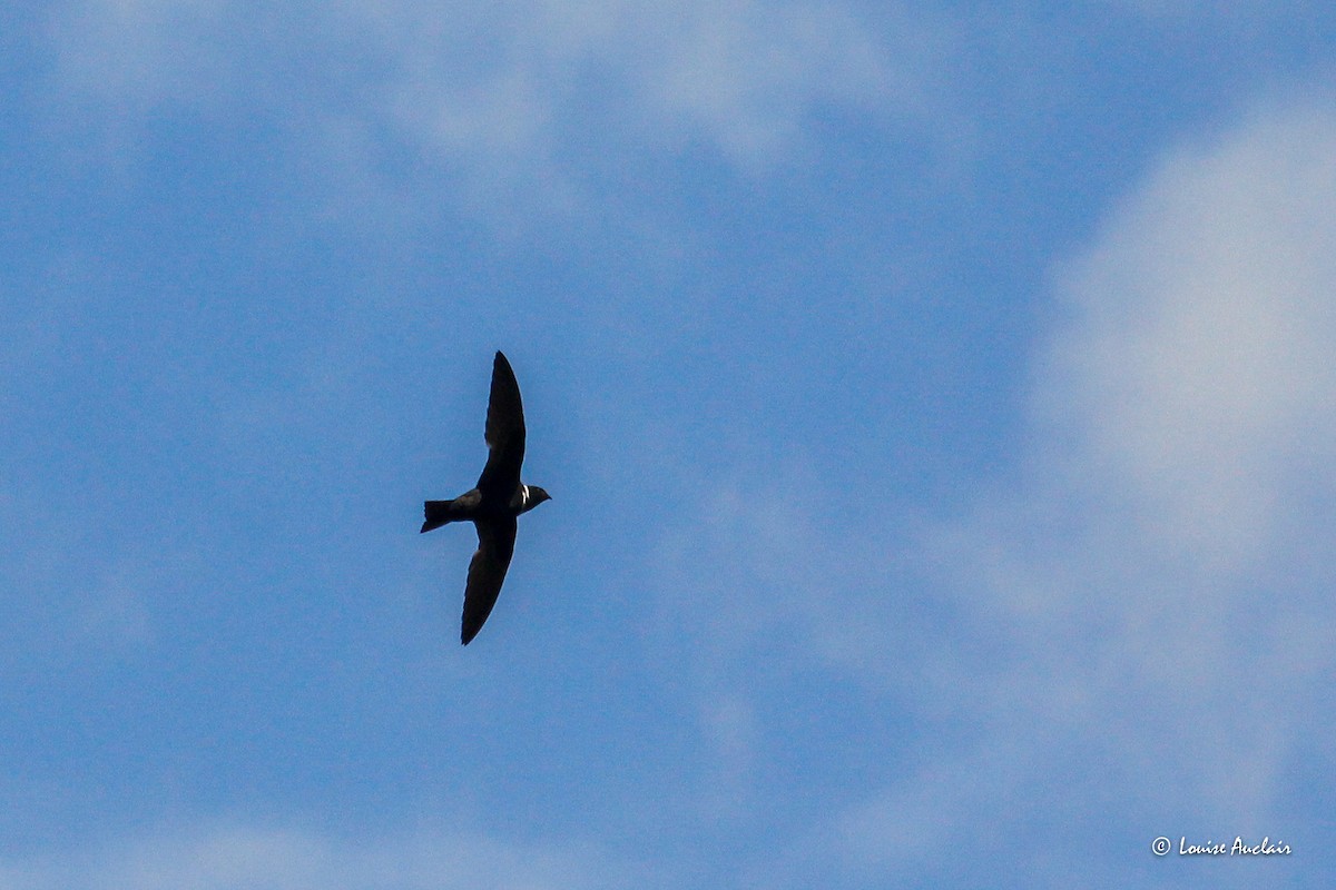 White-collared Swift - ML645898428