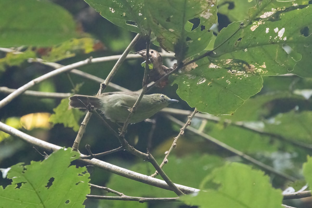 Pin-striped Tit-Babbler - ML645898429