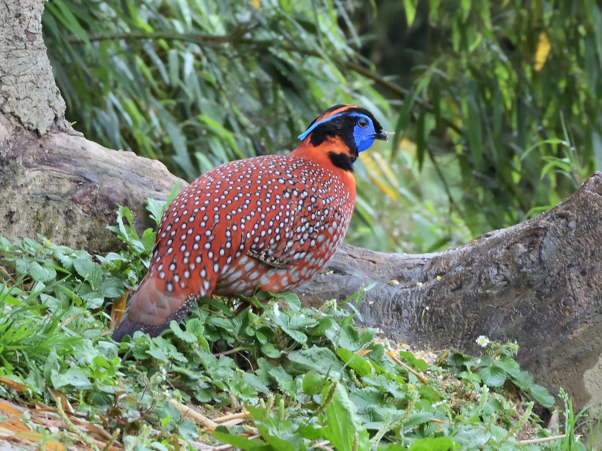 Küçük Kızıl Tragopan - ML645898431