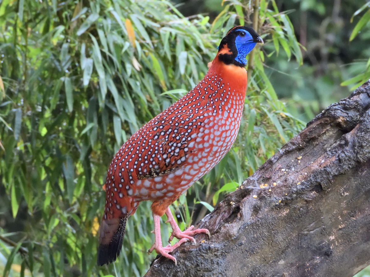 Küçük Kızıl Tragopan - ML645898434