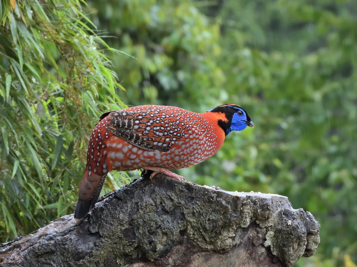 Küçük Kızıl Tragopan - ML645898435