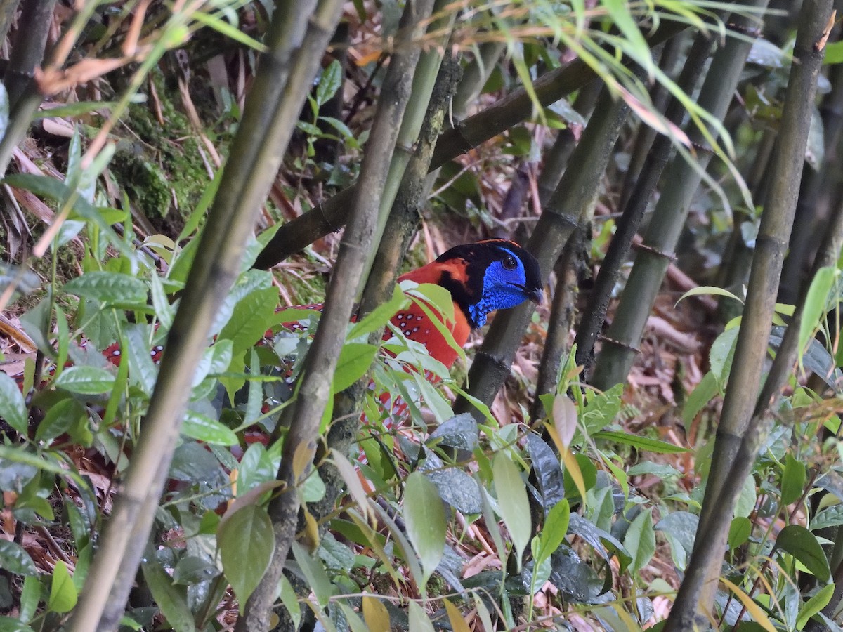 Küçük Kızıl Tragopan - ML645898438