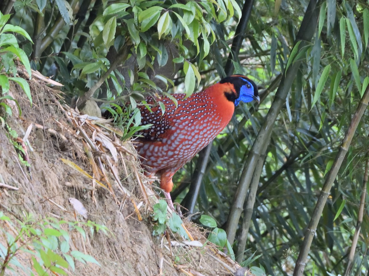 Küçük Kızıl Tragopan - ML645898439