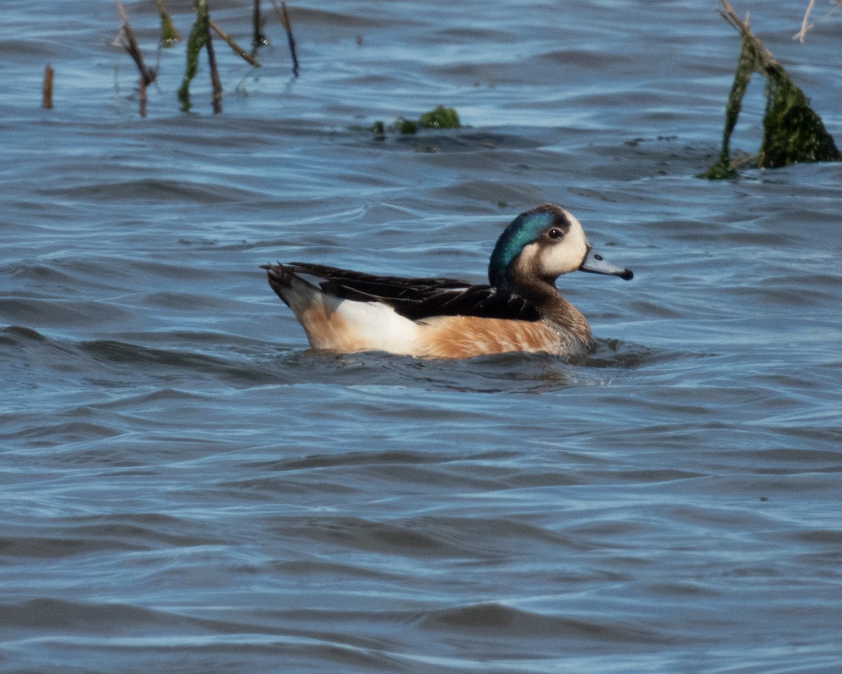 Şili Fiyusu - ML645898442