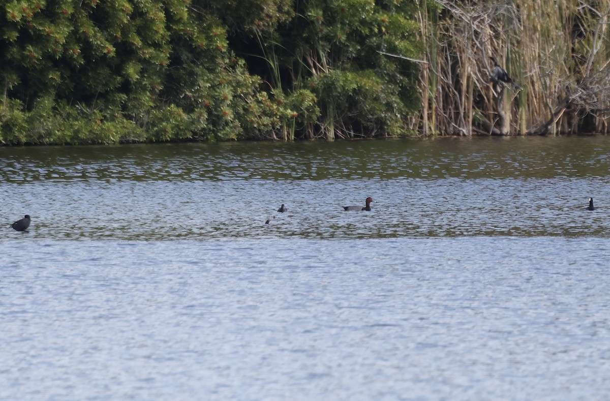 Redhead - ML645898443