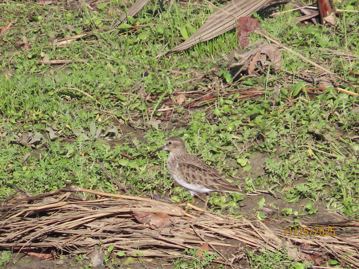 Cüce Kumkuşu - ML645898445