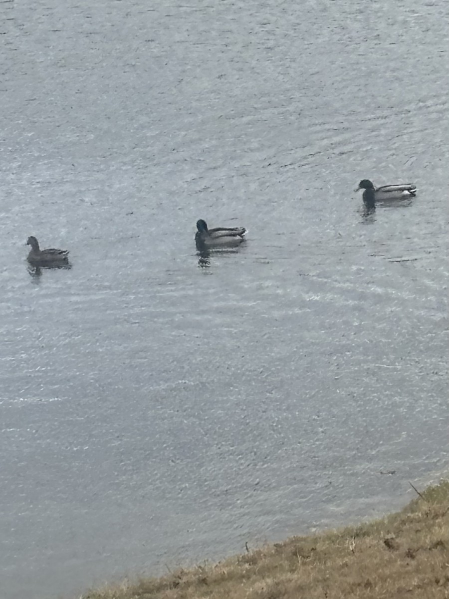 Yeşilbaş - ML645898447