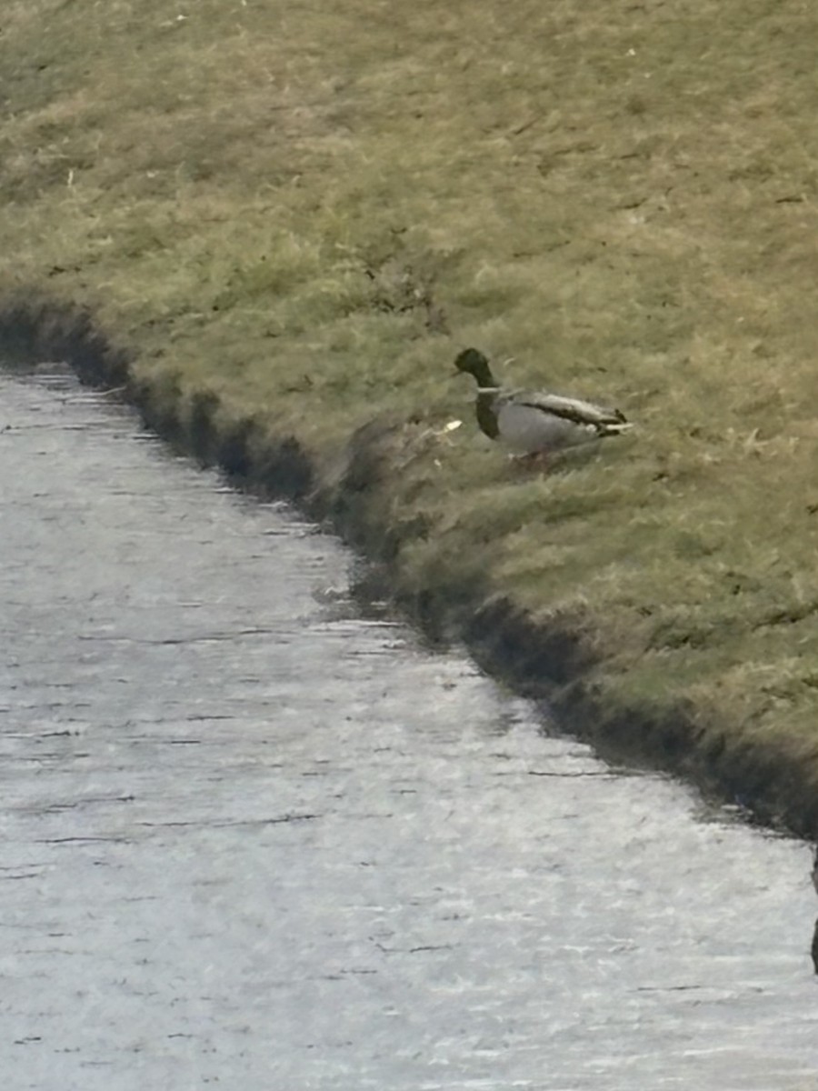 Yeşilbaş - ML645898448