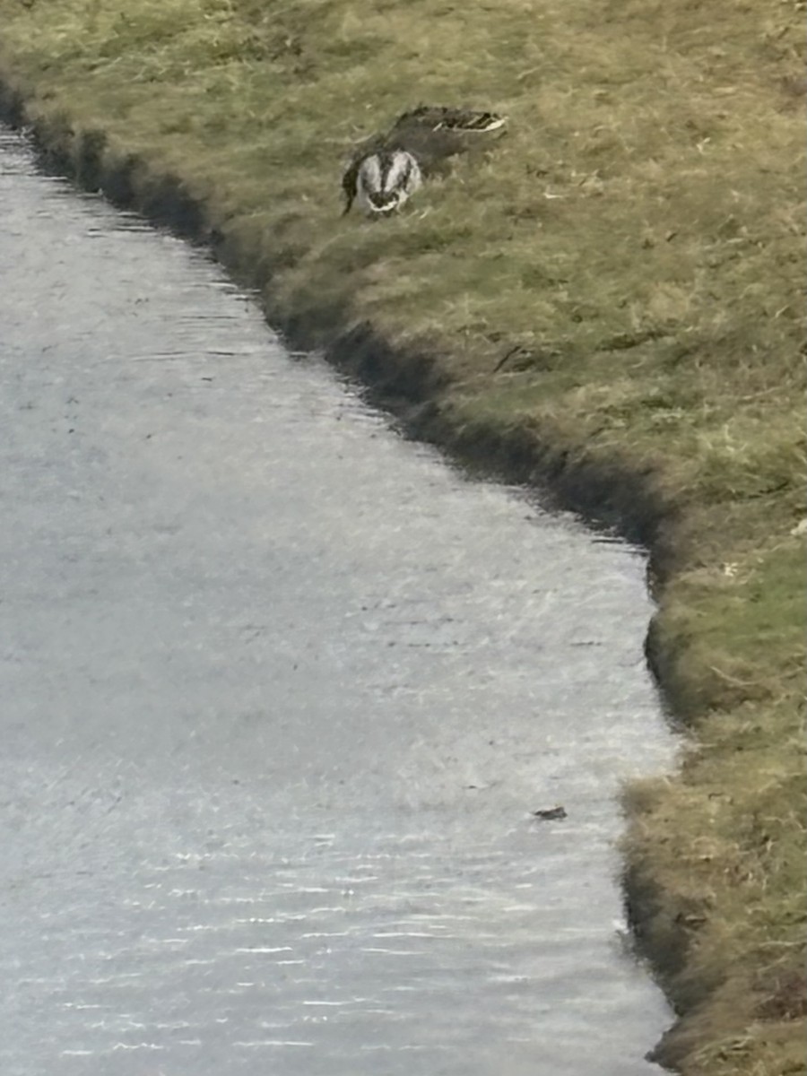 Yeşilbaş - ML645898449