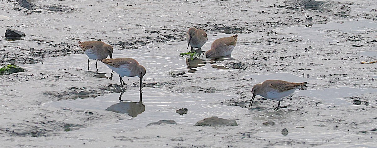 Kara Karınlı Kumkuşu - ML645898450