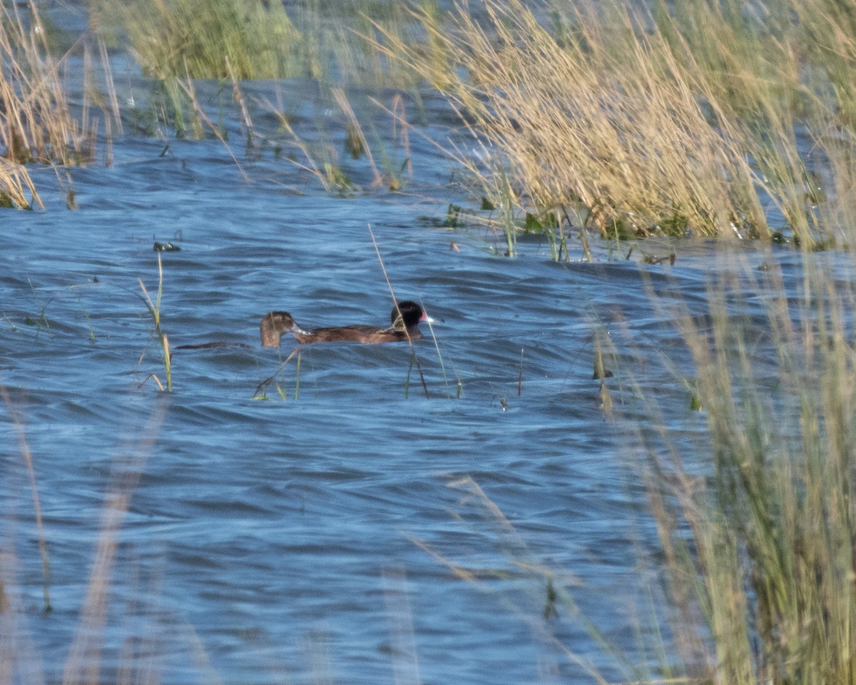 Guguk Ördeği - ML645898451