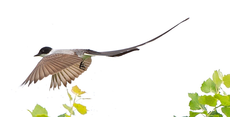 Savan Tiranı - ML645898455