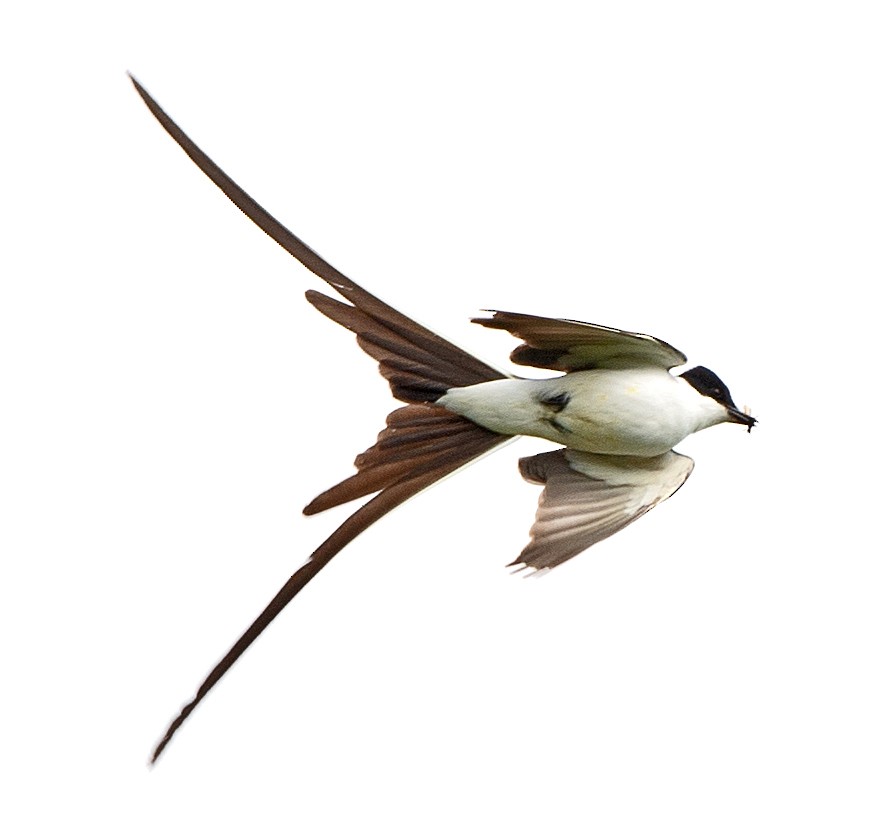 Savan Tiranı - ML645898456