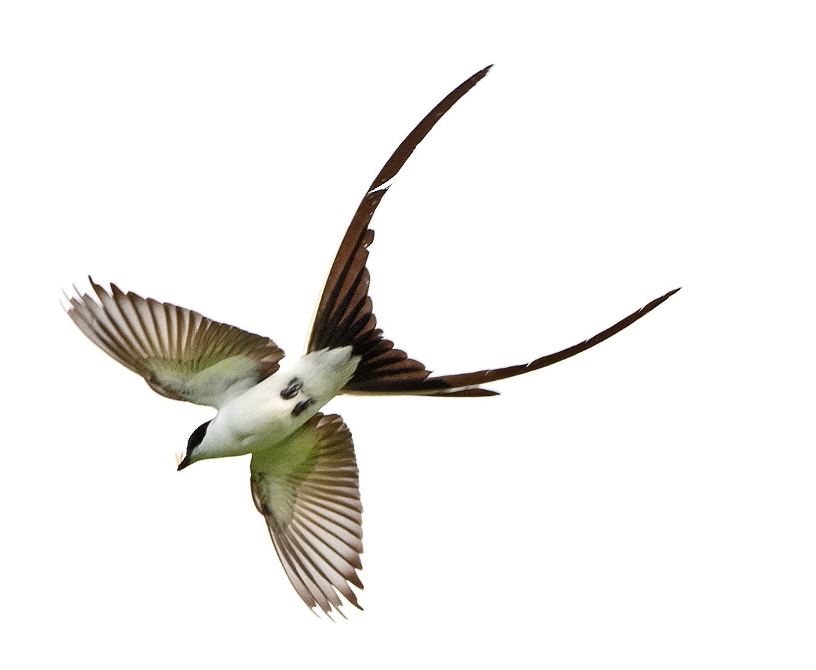 Savan Tiranı - ML645898457