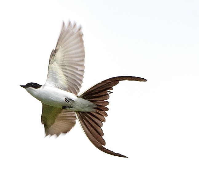 Savan Tiranı - ML645898458