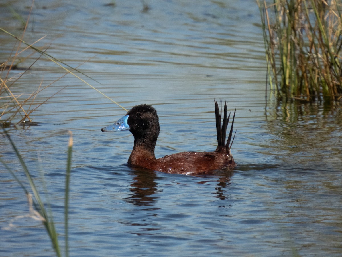 Arjantin Dikkuyruğu - ML645898466