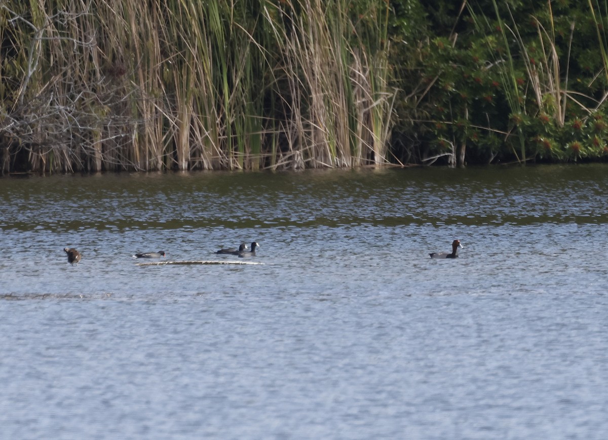 Amerika Mekesi - ML645898467