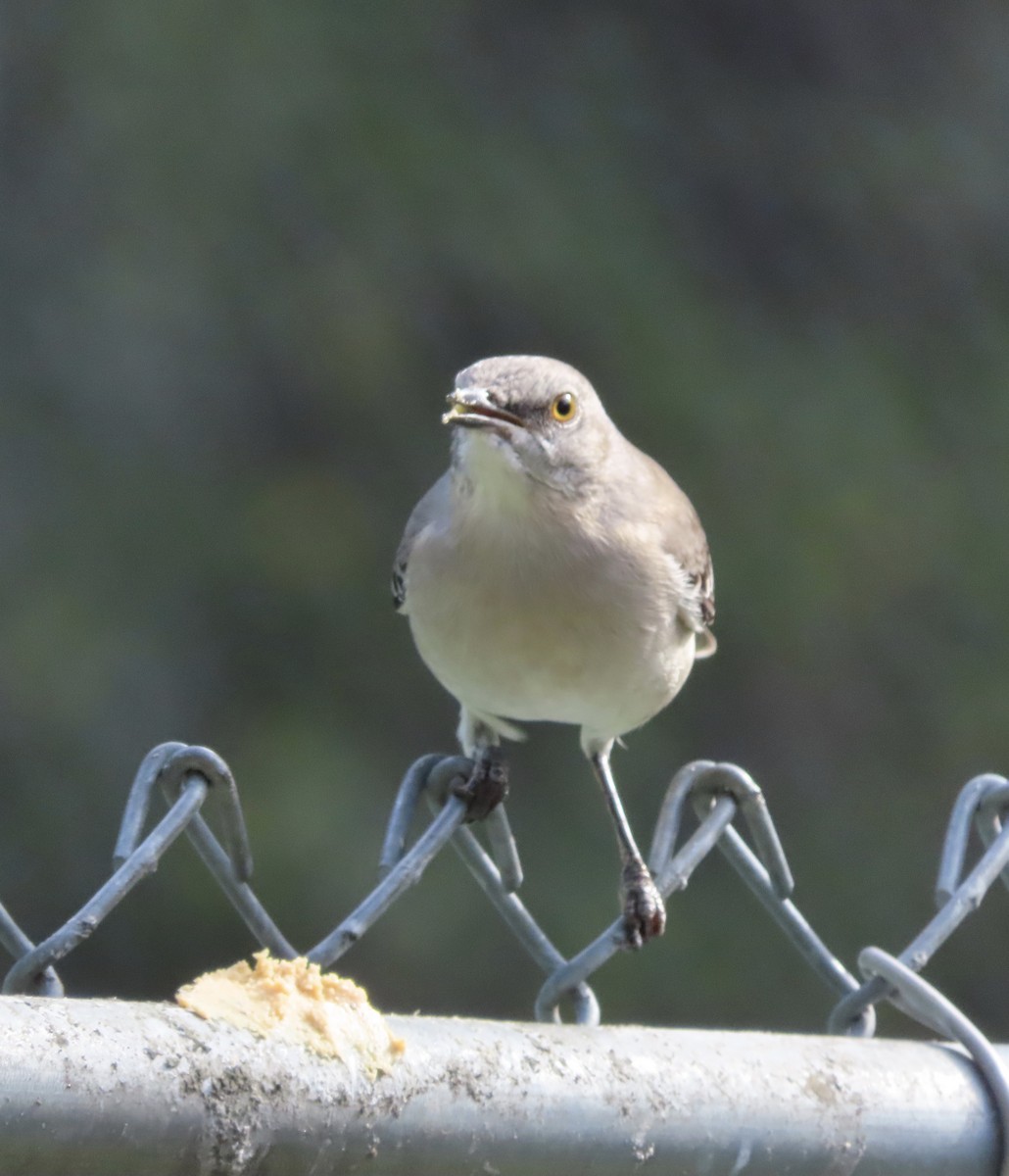 Kuzeyli Taklitçi - ML645898468