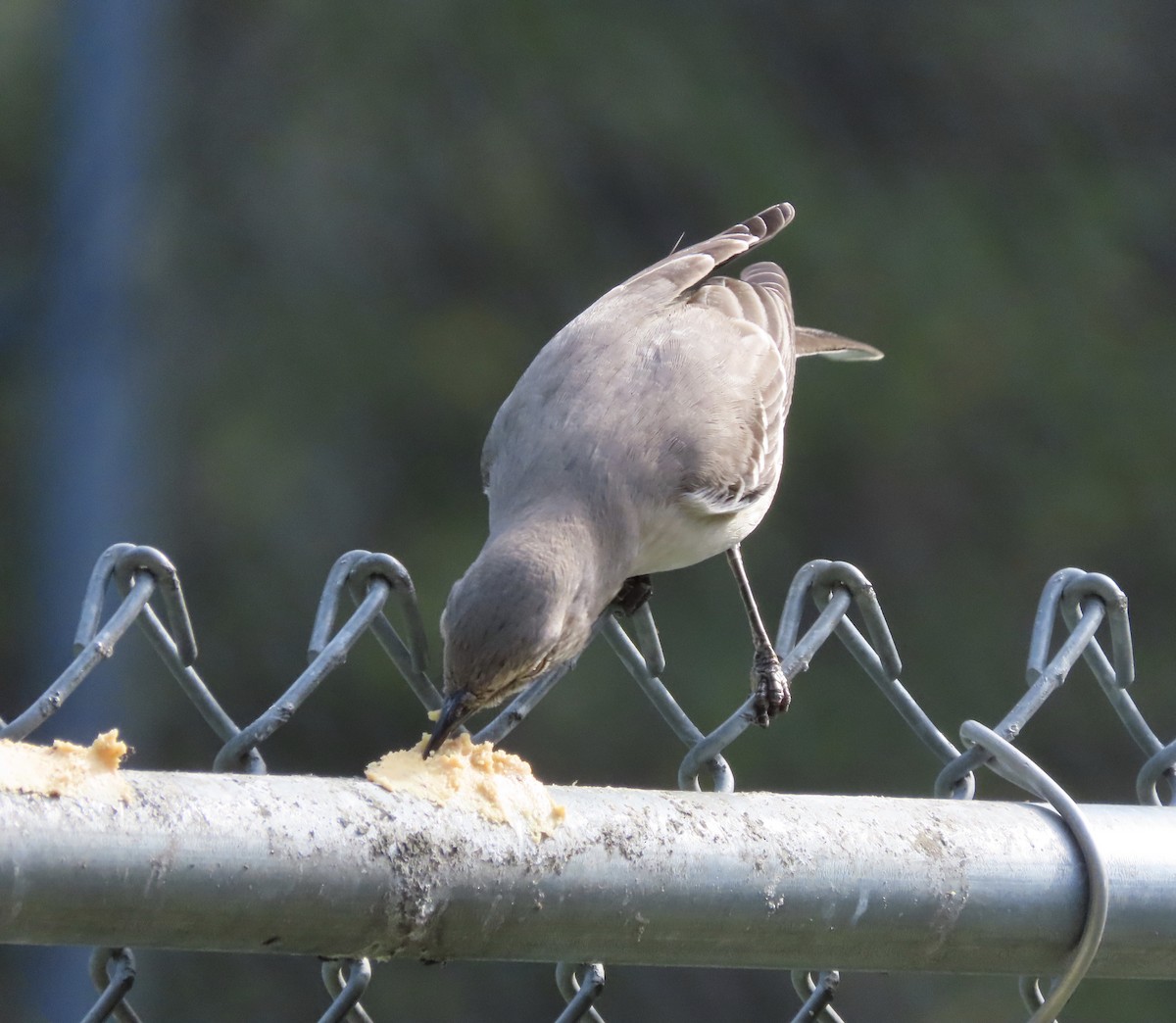 Kuzeyli Taklitçi - ML645898469