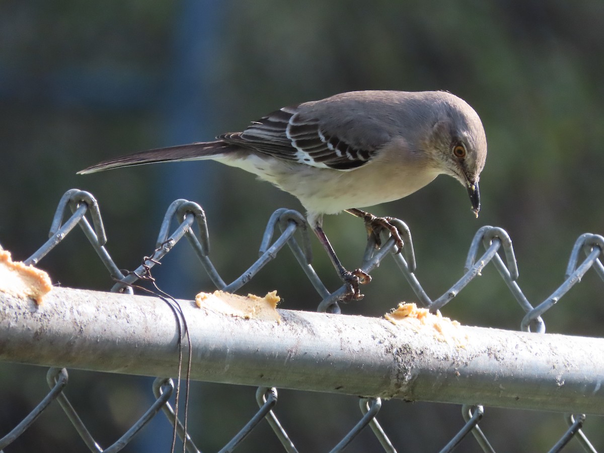 Kuzeyli Taklitçi - ML645898470