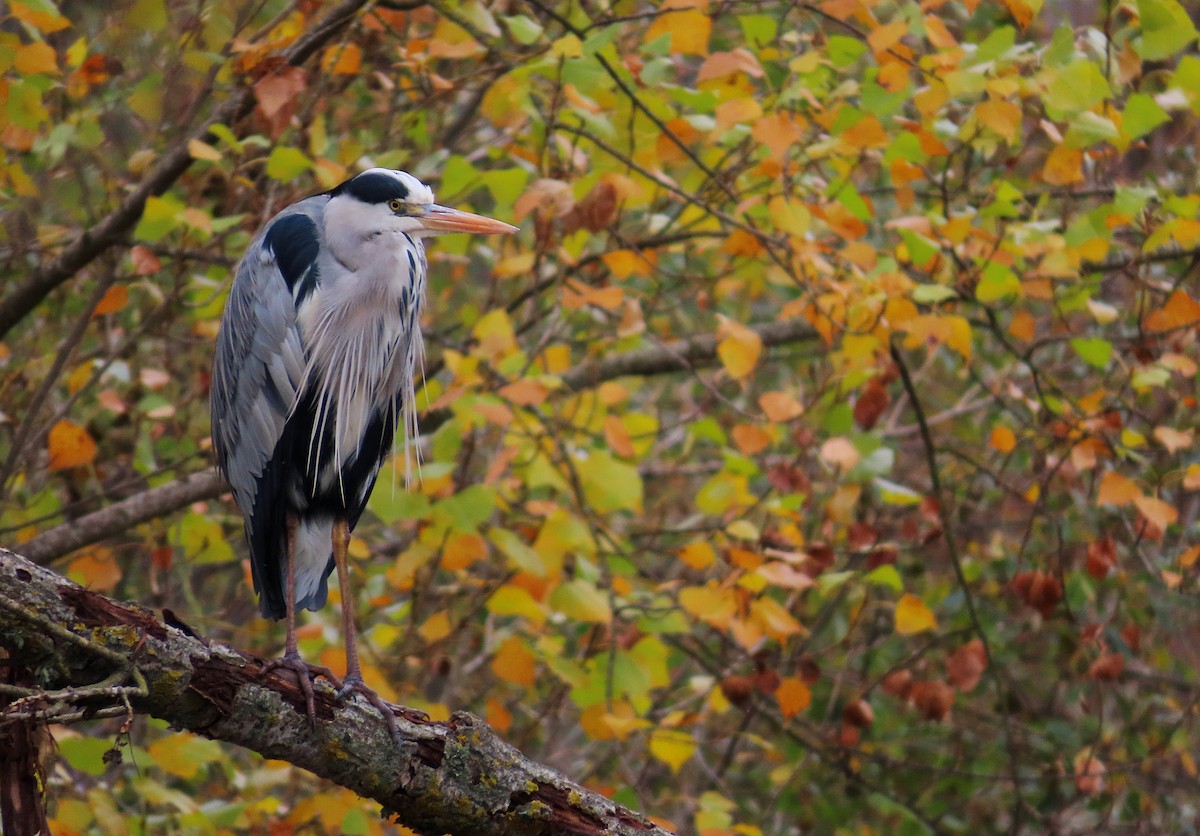 Gri Balıkçıl - ML645898472