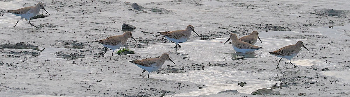 Kara Karınlı Kumkuşu - ML645898473