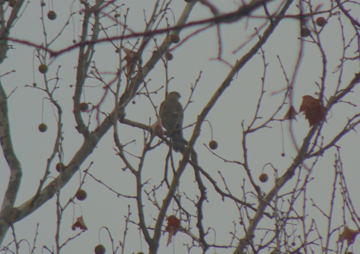 Amerika Atmacası - ML645898474