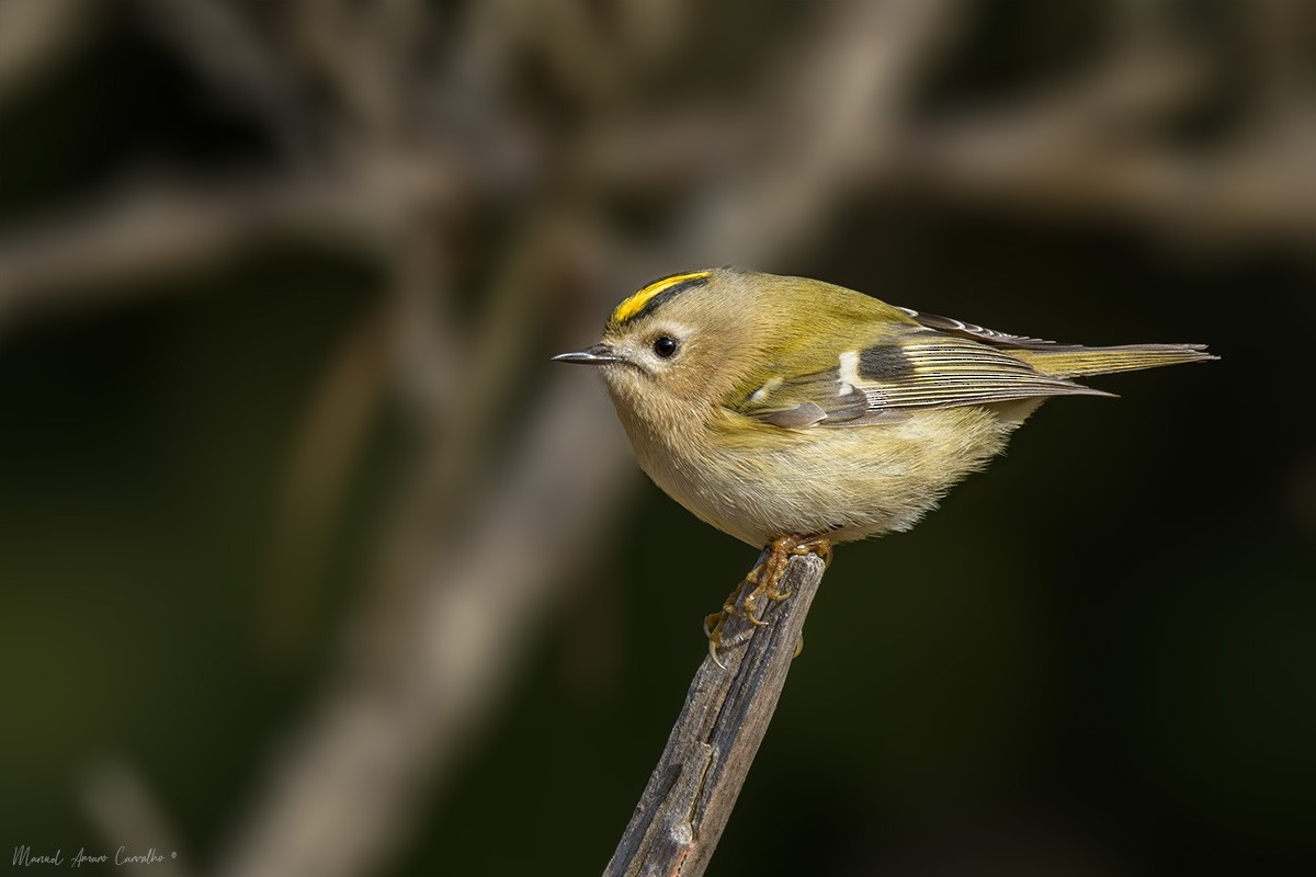 Goldcrest - ML645898475