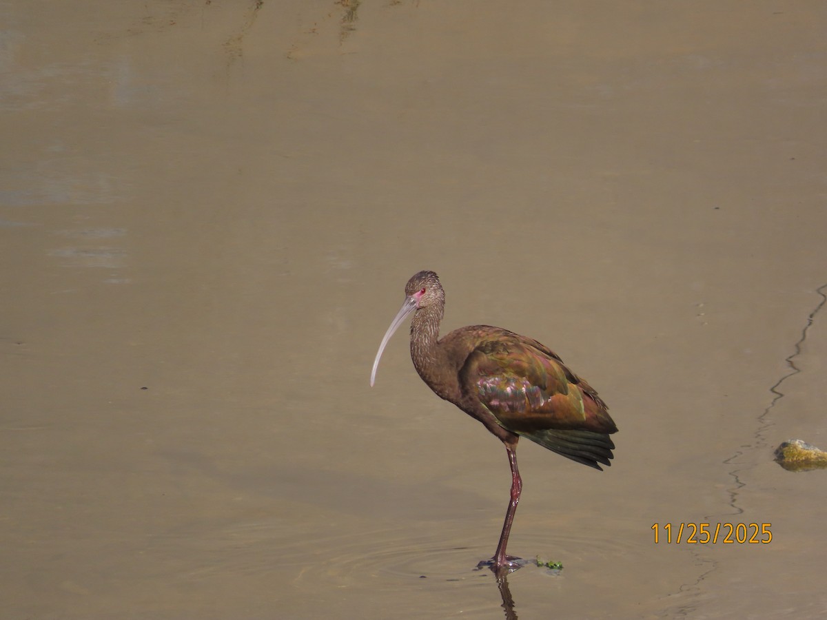 Ak Yüzlü Çeltikçi - ML645898479