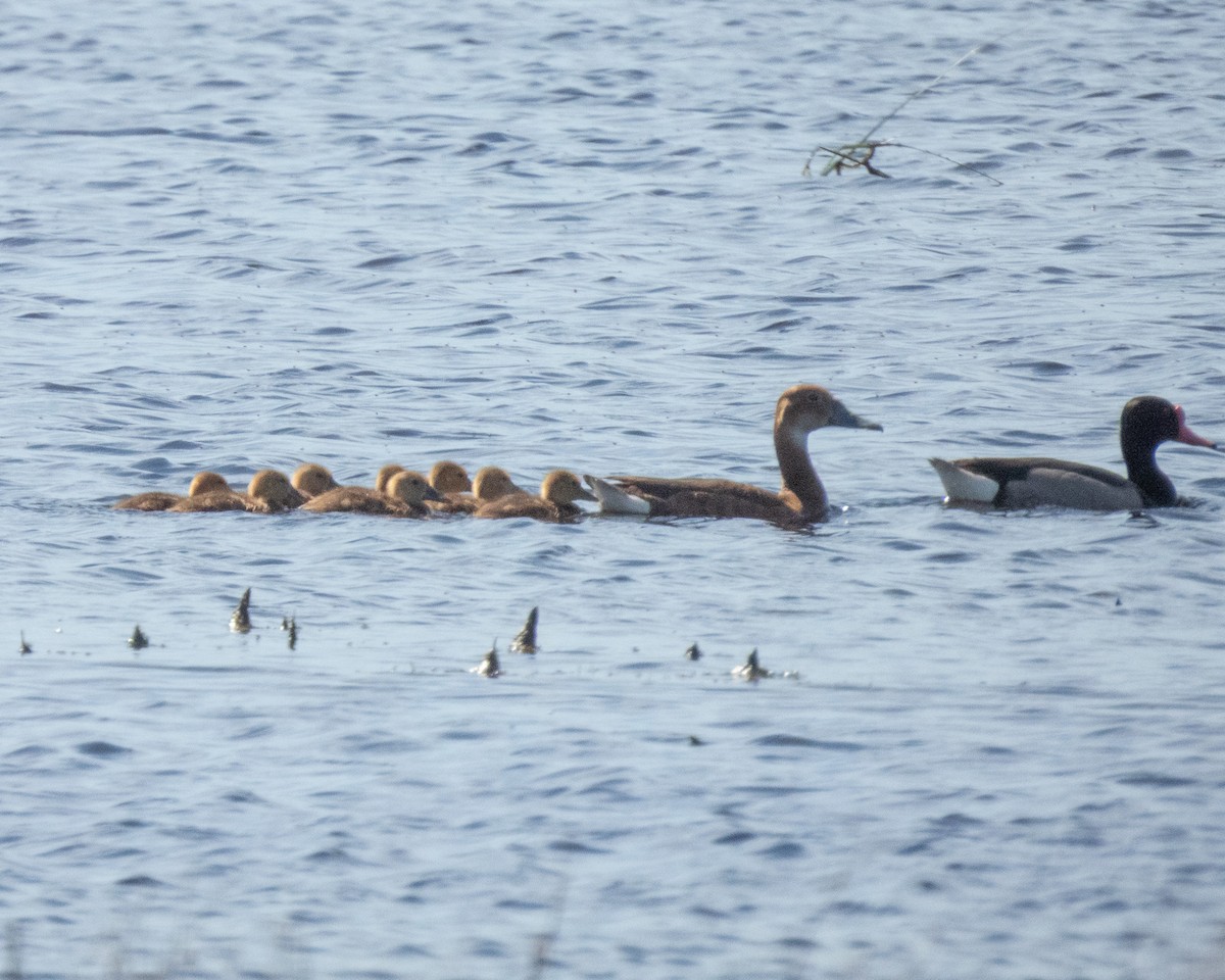 Gül Gagalı Ördek - ML645898481