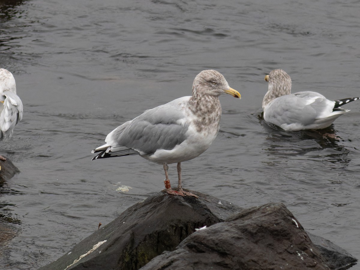 Amerika Gümüş Martısı - ML645898482