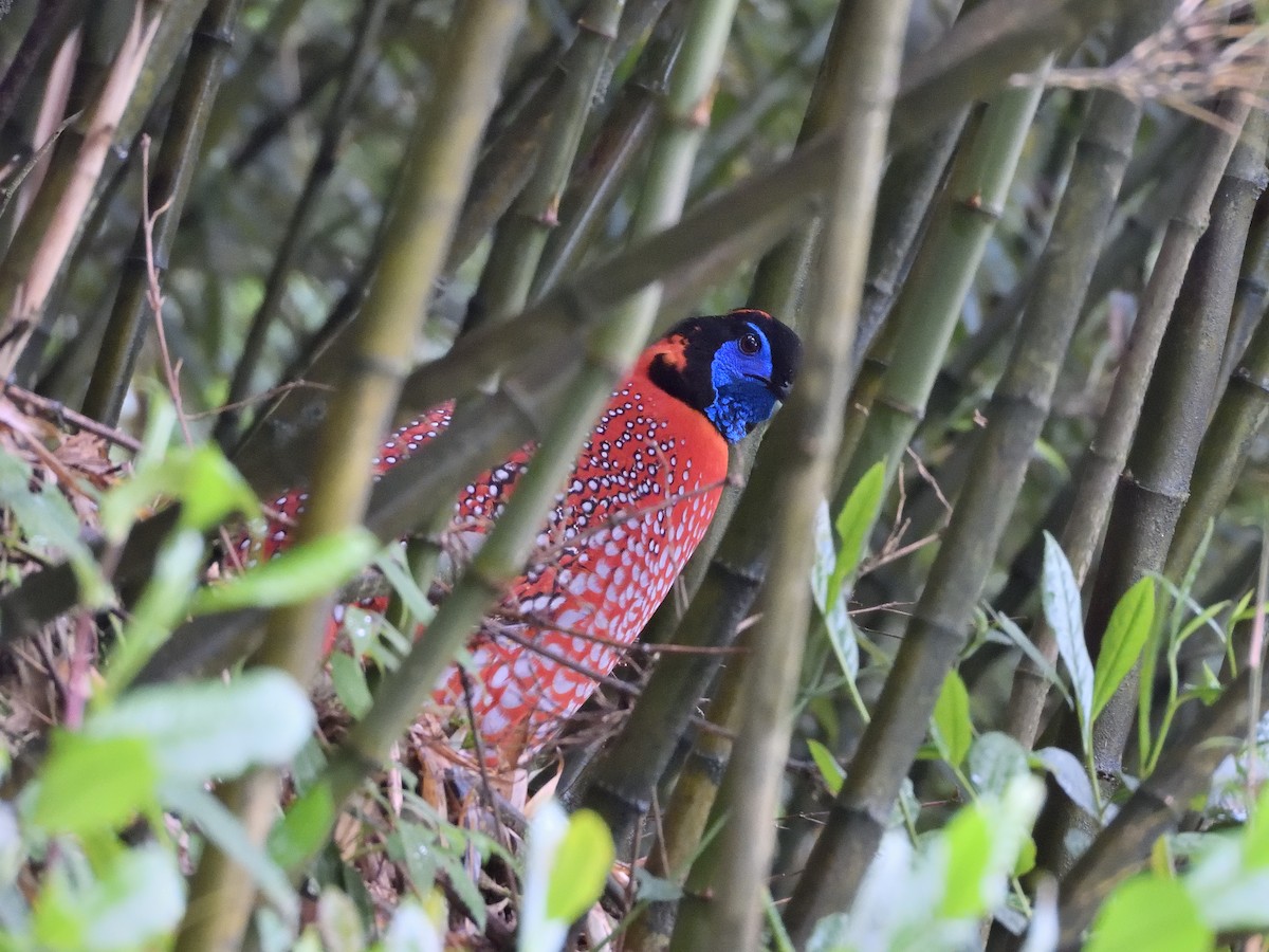 Temminck's Tragopan - ML645898483