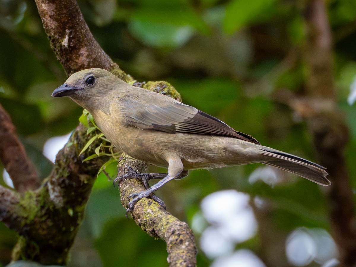 palmetanagar - ML645898494