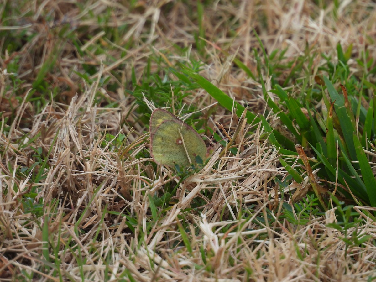 Orange Sulphur - ML645898495