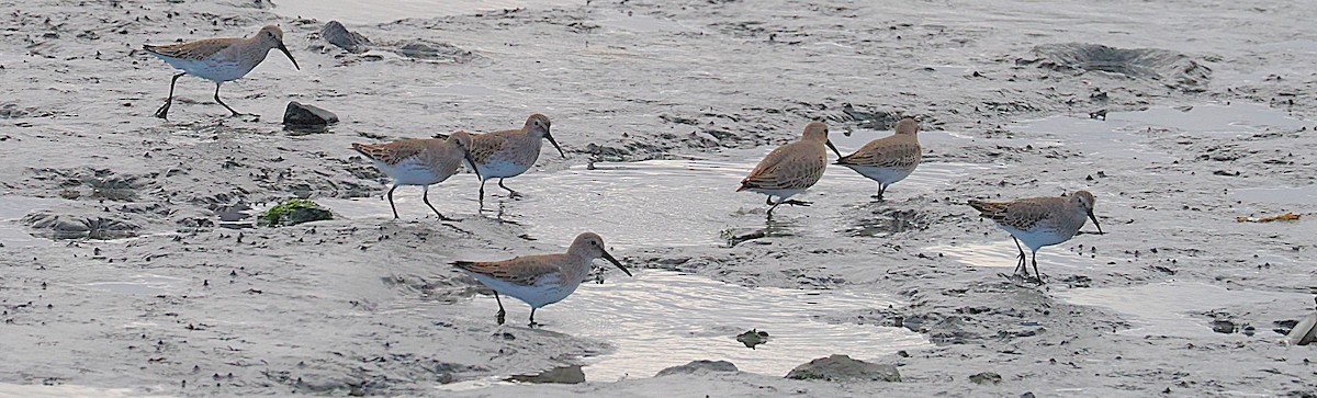 Dunlin - ML645898496